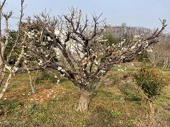 又是一年櫻花季