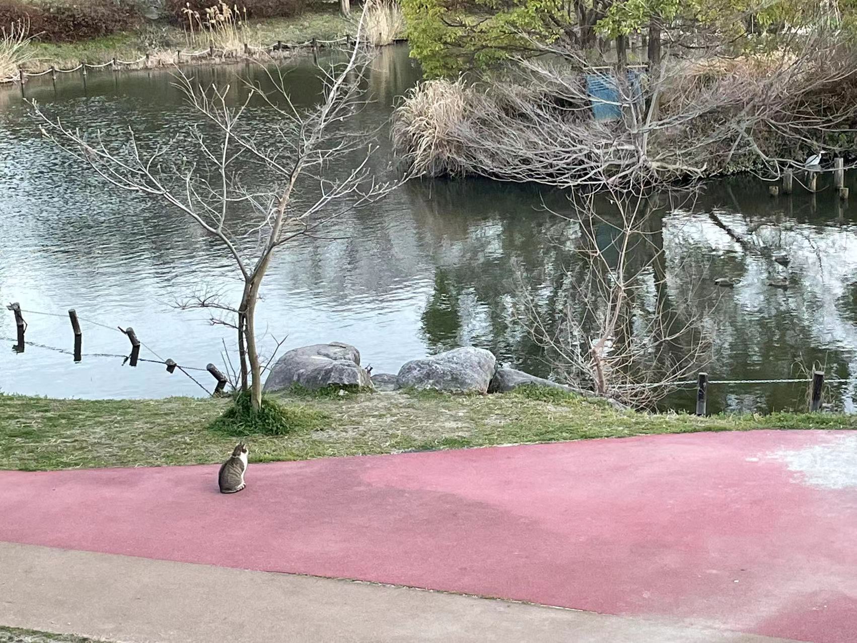 看風景的貓